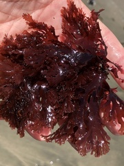 Callophyllis violacea