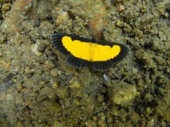 Xanthyris flaveolata