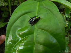 Chrysobothrini