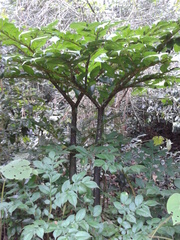 Amorphophallus titanum