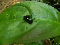 Chrysobothrini