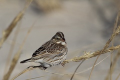 Passerculus sandwichensis princeps
