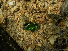 Chrysobothrini
