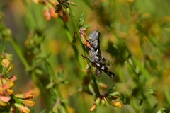 Aeoloplides fuscipes