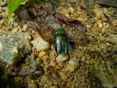 Chrysobothrini
