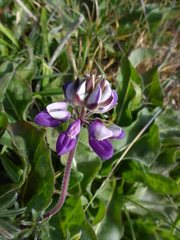Lupinus tidestromii