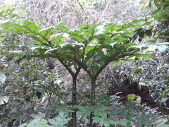Amorphophallus titanum
