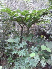 Amorphophallus titanum