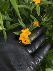 Lithospermum canescens