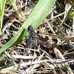 Anthrax picea