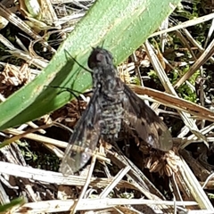 Anthrax picea