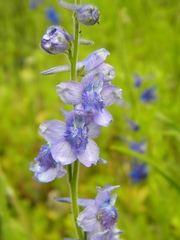 Delphinium depauperatum