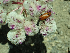 Calyptridium monospermum