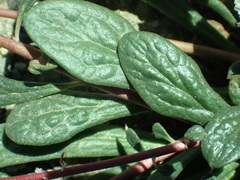 Calyptridium monospermum