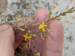 Hudsonia ericoides