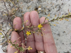 Hudsonia ericoides