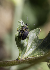 Trirhabda flavolimbata