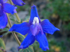 Delphinium glareosum