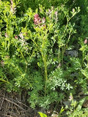 Fumaria vaillantii