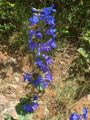 Penstemon cyananthus cyananthus