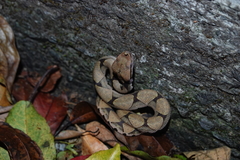 Deinagkistrodon acutus