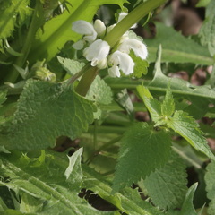 Lamium album