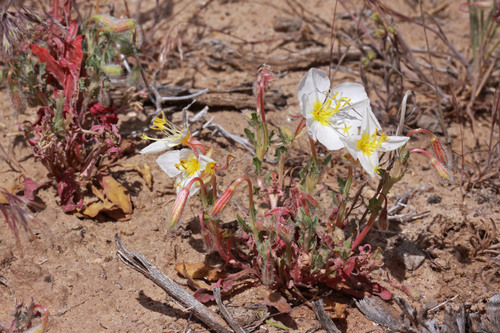 Oenothera pallida ssp. trichocalyx