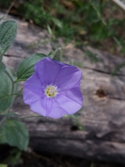 Convolvulus sabatius subsp. mauritanicus image