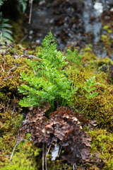 Cryptogramma sitchensis