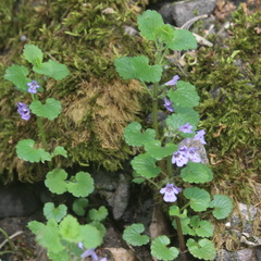 Glechoma hederacea