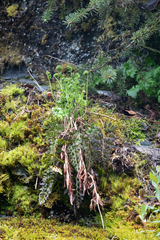 Cryptogramma sitchensis