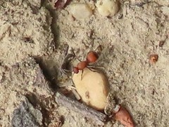 Dasymutilla nigripes