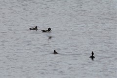 Podiceps nigricollis