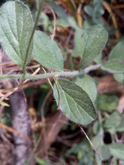 Convolvulus sabatius subsp. mauritanicus image