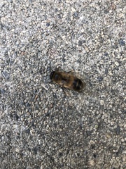 Apis mellifera