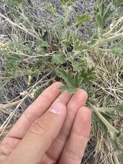 Sphaeralcea munroana