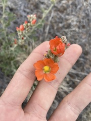 Sphaeralcea munroana