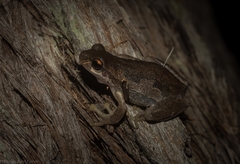 Litoria dentata