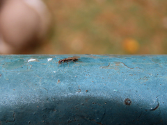 Pseudomyrmex