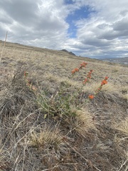 Sphaeralcea munroana