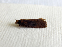 Cryptaspasma sordida