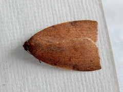 Detounda leptoplasta