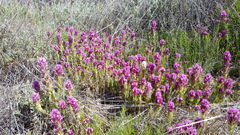 Castilleja exserta exserta