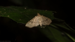 Addaea subtessellata