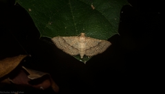 Addaea subtessellata