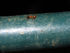 Camponotus
