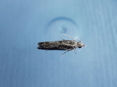 Holocola thalassinana