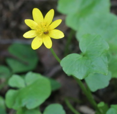 Ficaria verna