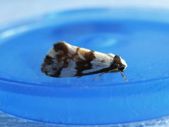 Philenora irregularis