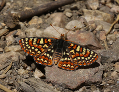 Euphydryas editha augustina